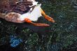 Duck legs