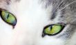 Green eyes