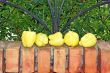 Yellow paprika on brick fence