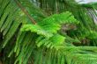 New runaways on an araucaria branch