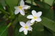  White flowers and green leaves in tropical garden