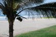 Coconut palm tree on Pacific ocean