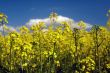  Blossom colza over blue sky