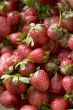 strawberries close up