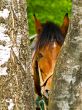 horse