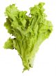 lettuce