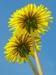 dandelions couple