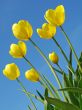 yellow tulips