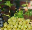 grapes and vine plant