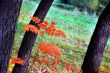 Autumn leaves