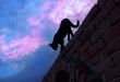 Cat walking on brick wall
