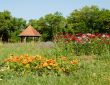 Summer landscape