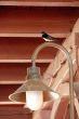 Swallow on torch