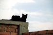 Cat on brick wall