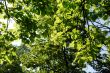 Sunny leaves background