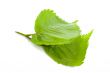 green leaves