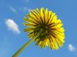 yellow dandelion