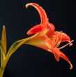 Lily flower