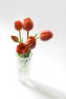 Red tulips