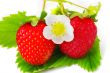 Strawberries and flowers on white background