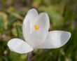 White crocus