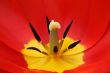 Red tulip