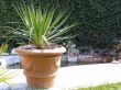 Garden palm