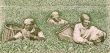 Farmers picking tea