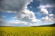 Spring landscape and the cloudy sky.