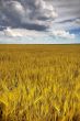 wheat field