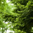 pine tree