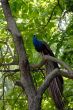 Peacock on tree