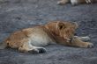 Lions at rest