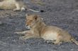 Lions at rest