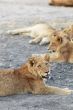 Lions at rest