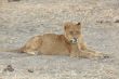 Lions at rest