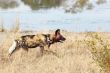 African Wild Dog
