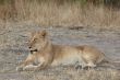 Lions at rest