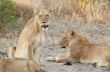 Lions at rest