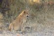 Lions at rest