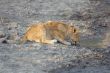 lion cub drinking
