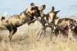 African Wild Dog