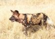 African Wild Dog