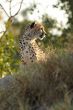 Cheetah hunting