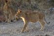 Lions at rest