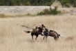 African Wild Dog