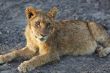 Lions at rest