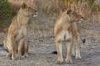 Lions at rest