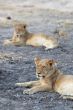 Lions at rest