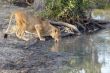 lioness drinking